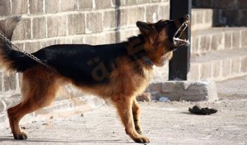 تفسير رؤية نباح الكلب