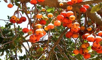 تفسير حلم الجميز