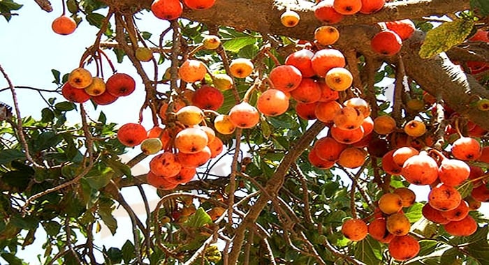 تفسير حلم الجميز