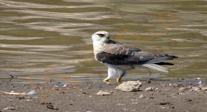 تفسير حلم الحدأه