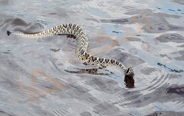 تفسير حلم الحية