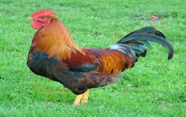 تفسير حلم الديك