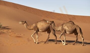 تفسير حلم الإبل