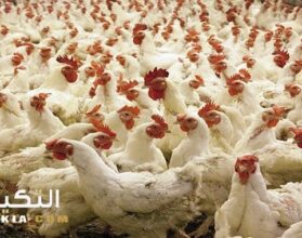 مشروع تربية الدواجن