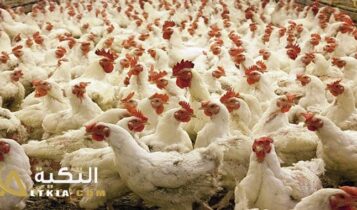 مشروع تربية الدواجن