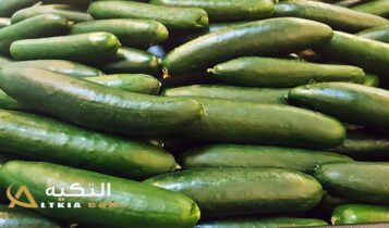 مشروع زراعة الخيار
