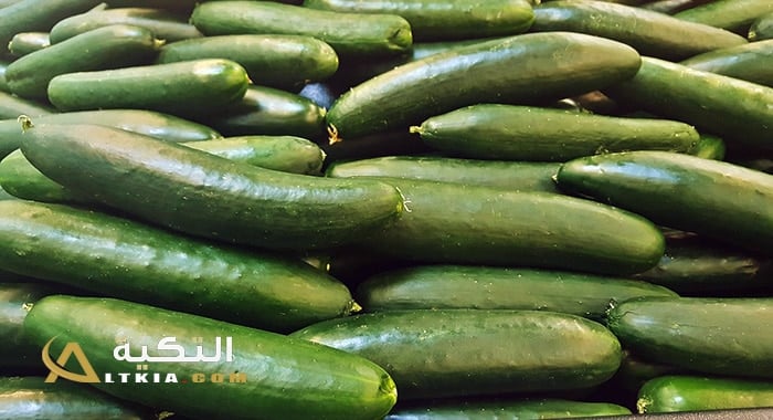 مشروع زراعة الخيار