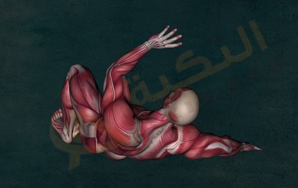 الرباط الصليبي
