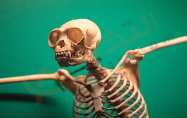لين العظام
