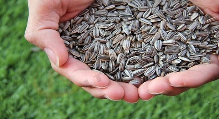 فوائد بذور عباد الشمس