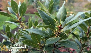 فوائد ورق اللورا