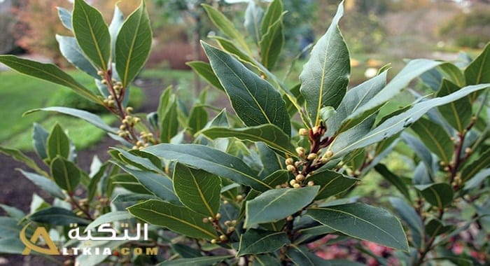 فوائد ورق اللورا
