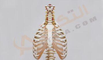 خشونة العظام