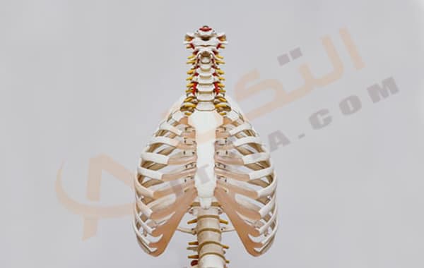 خشونة العظام