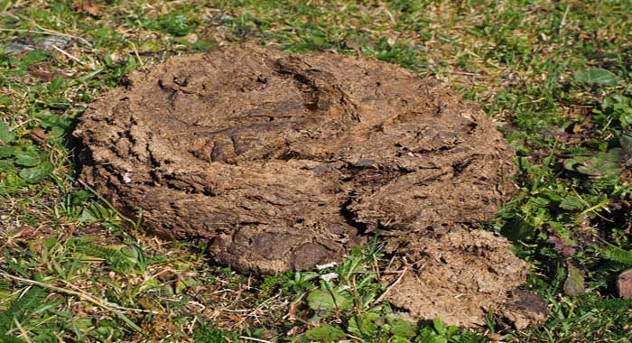 تفسير رؤية براز الحيوانات