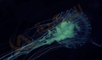 عدوى الاميبا