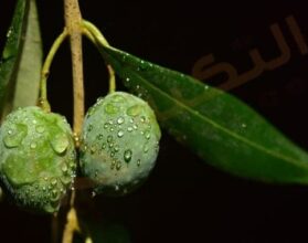 فوائد ورق الزيتون