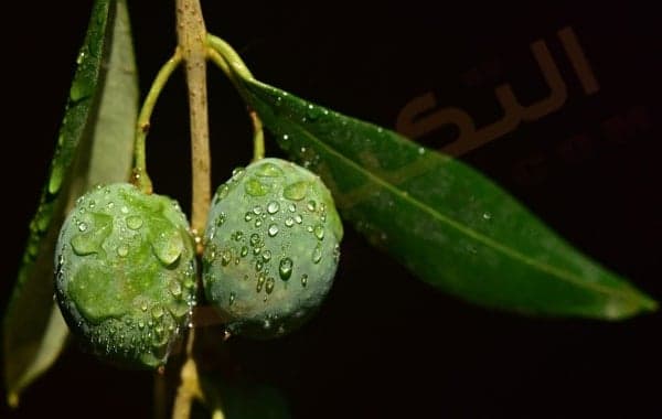 فوائد ورق الزيتون
