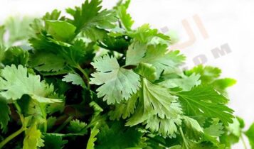 تفسير حلم البقدونس