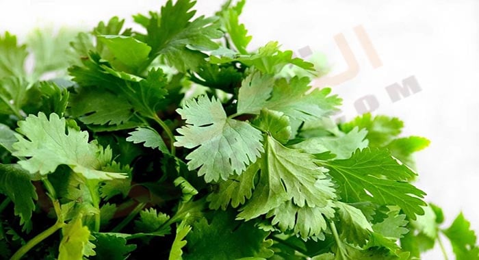 البقدونس في المنام