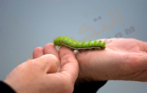 الديدان المعوية