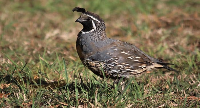 تفسير حلم السمان