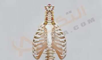 ضيق الشعب الهوائية