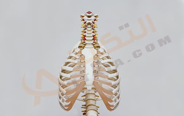 ضيق الشعب الهوائية