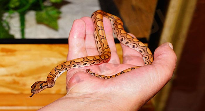 تفسير حلم الثعابين الصغيرة