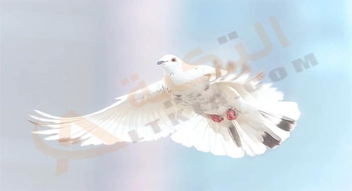 تفسير حلم الحمام الزغلول