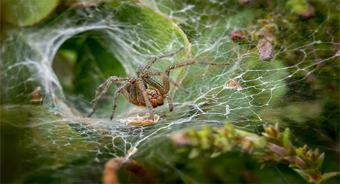 تفسير حلم رؤية بيت العنكبوت في المنام