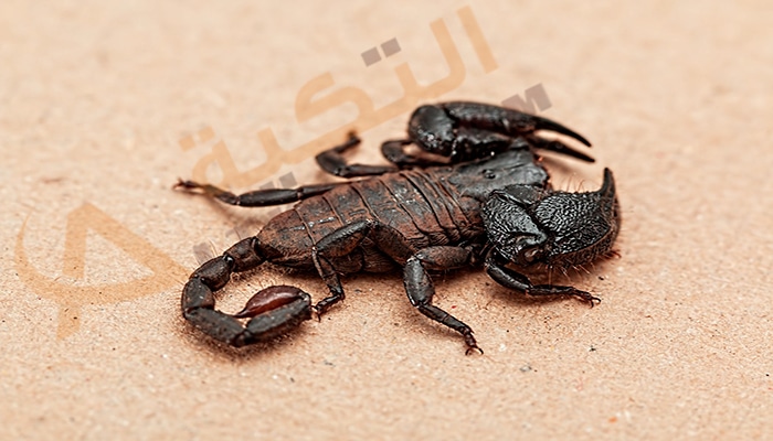 تفسير رؤية العقرب الأسود في المنام