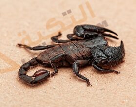 تفسير رؤية العقرب الأسود في المنام