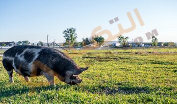 الهروب من الخنزير في المنام