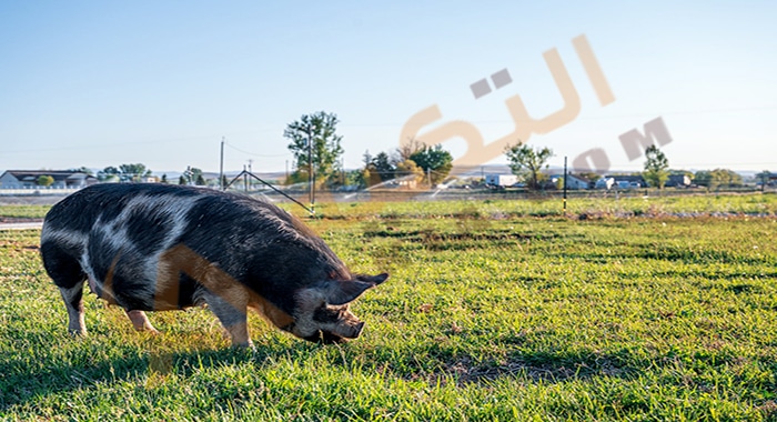الهروب من الخنزير في المنام