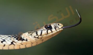 تفسير حلم رؤية الهروب من الأفعى في المنام