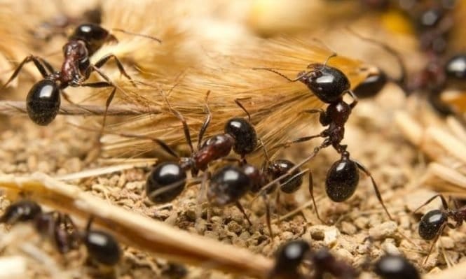 النمل على الفراش في المنام