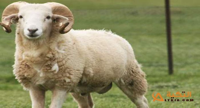 عضة الخروف في المنام