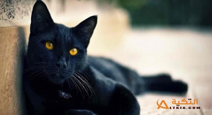 تفسير حلم رؤية الجن على شكل قطة في المنام
