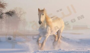 تفسير حلم الخيل