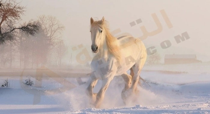 تفسير حلم الخيل