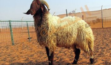 تفسير حلم رؤية ذبح الخروف في المنام