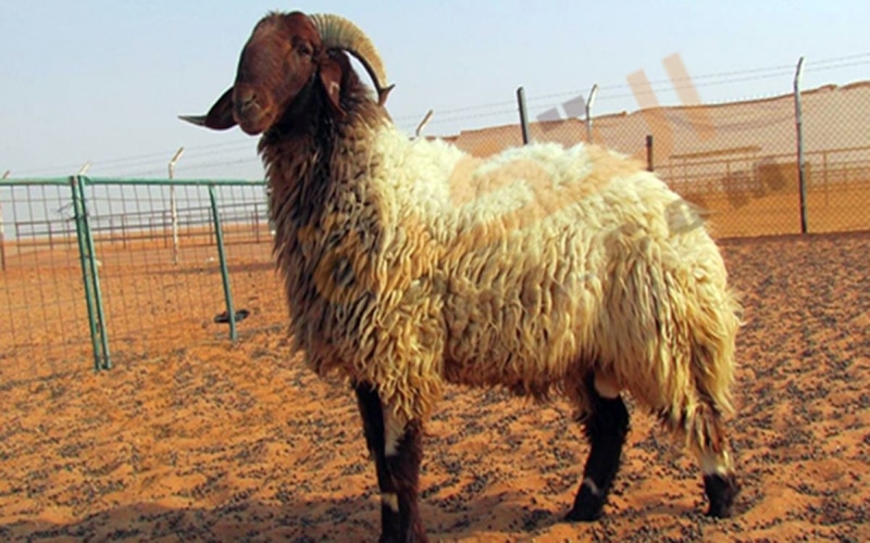 تفسير حلم رؤية ذبح الخروف في المنام