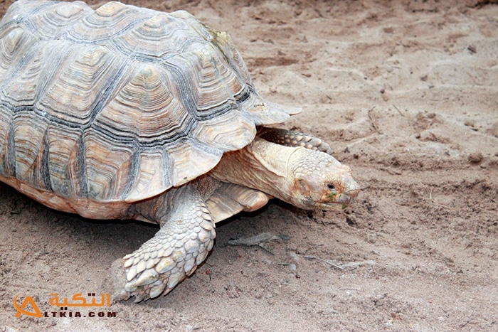 تفسير رؤية السلحفاة الكبيرة في المنام