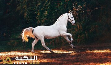 تفسير رؤية الحصان الأبيض في المنام