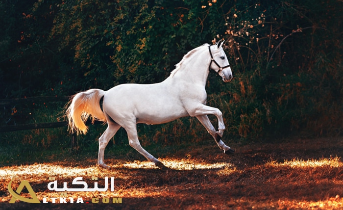 تفسير رؤية الحصان الأبيض في المنام