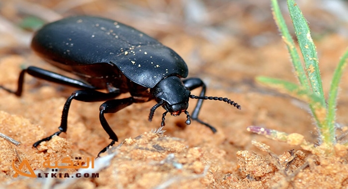 تفسير الخنفساء السوداء في المنام