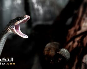 تفسير رؤية هجوم الثعبان في المنام