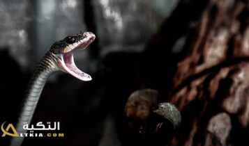 تفسير رؤية هجوم الثعبان في المنام