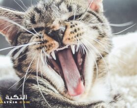 تفسير رؤية قطة تهاجمني وتعضني في المنام